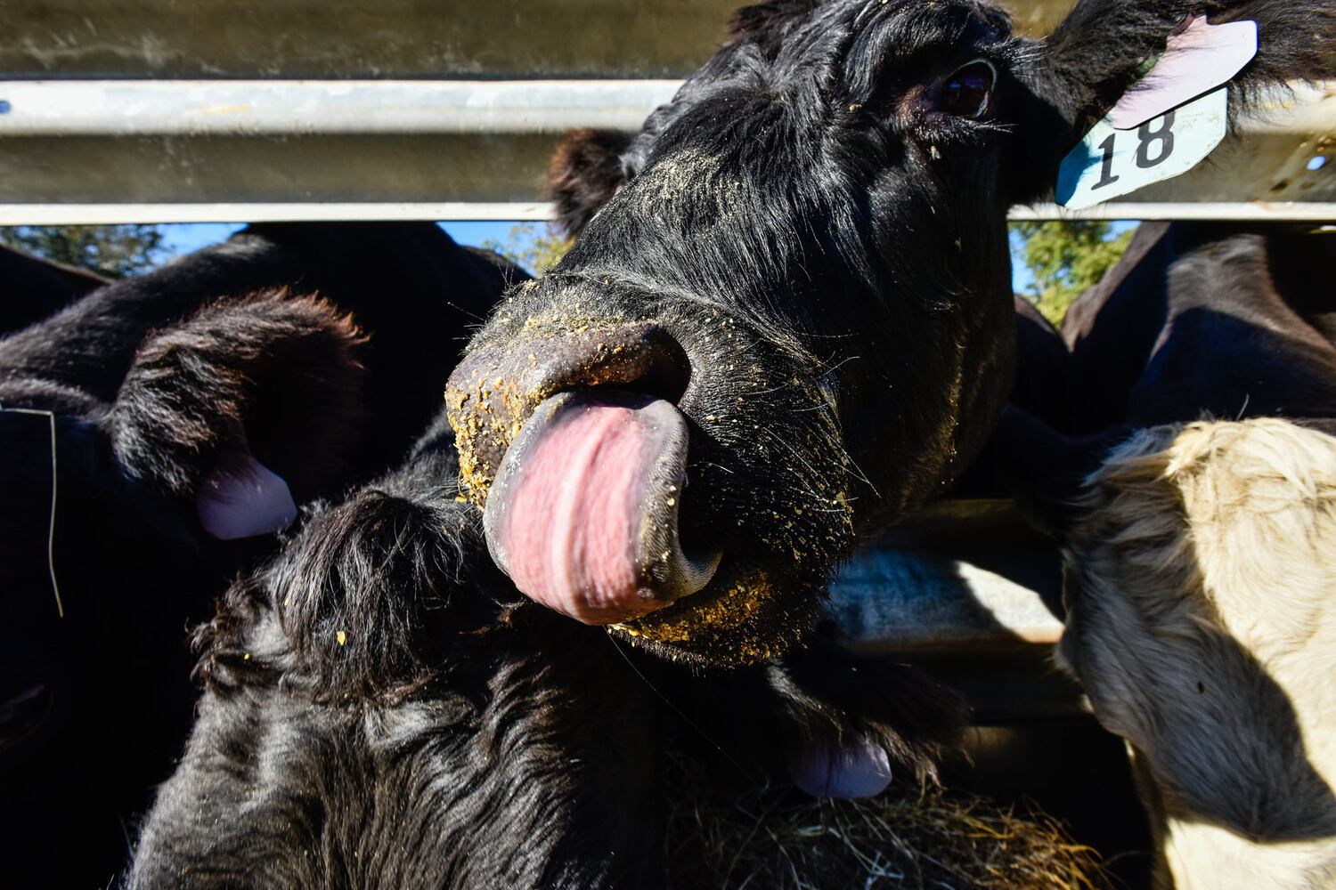 Jackson Family Farm offers visitors a chance to learn about farm life