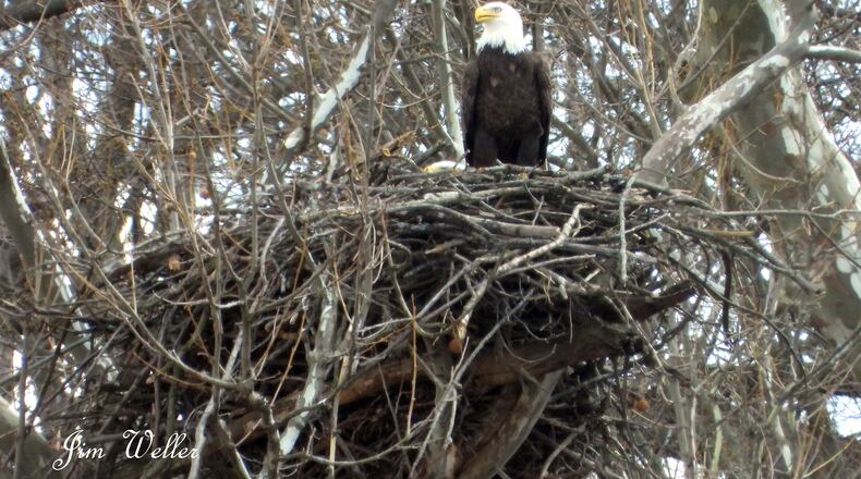 Orv keeps watch as Willa sits on an egg in the nest in March 2021.. PHOTO COURTESY OF JIM WELLER