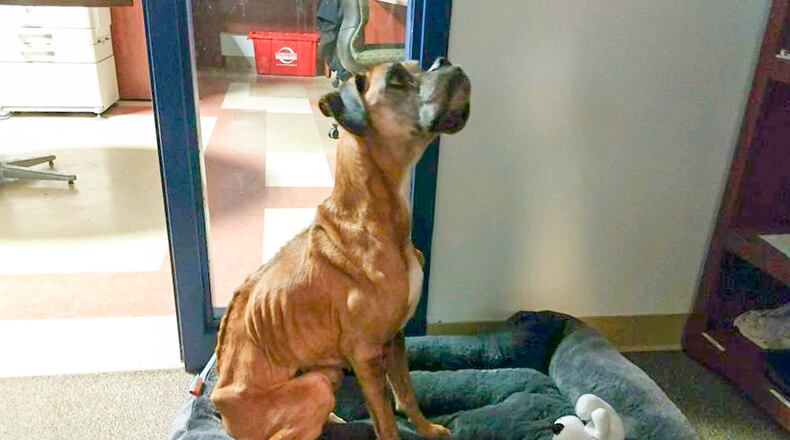 Portia, one of two emaciated dogs recovering at the Animal Friends Humane Society, has gained weight. She is pictured here in the county dog warden office.
