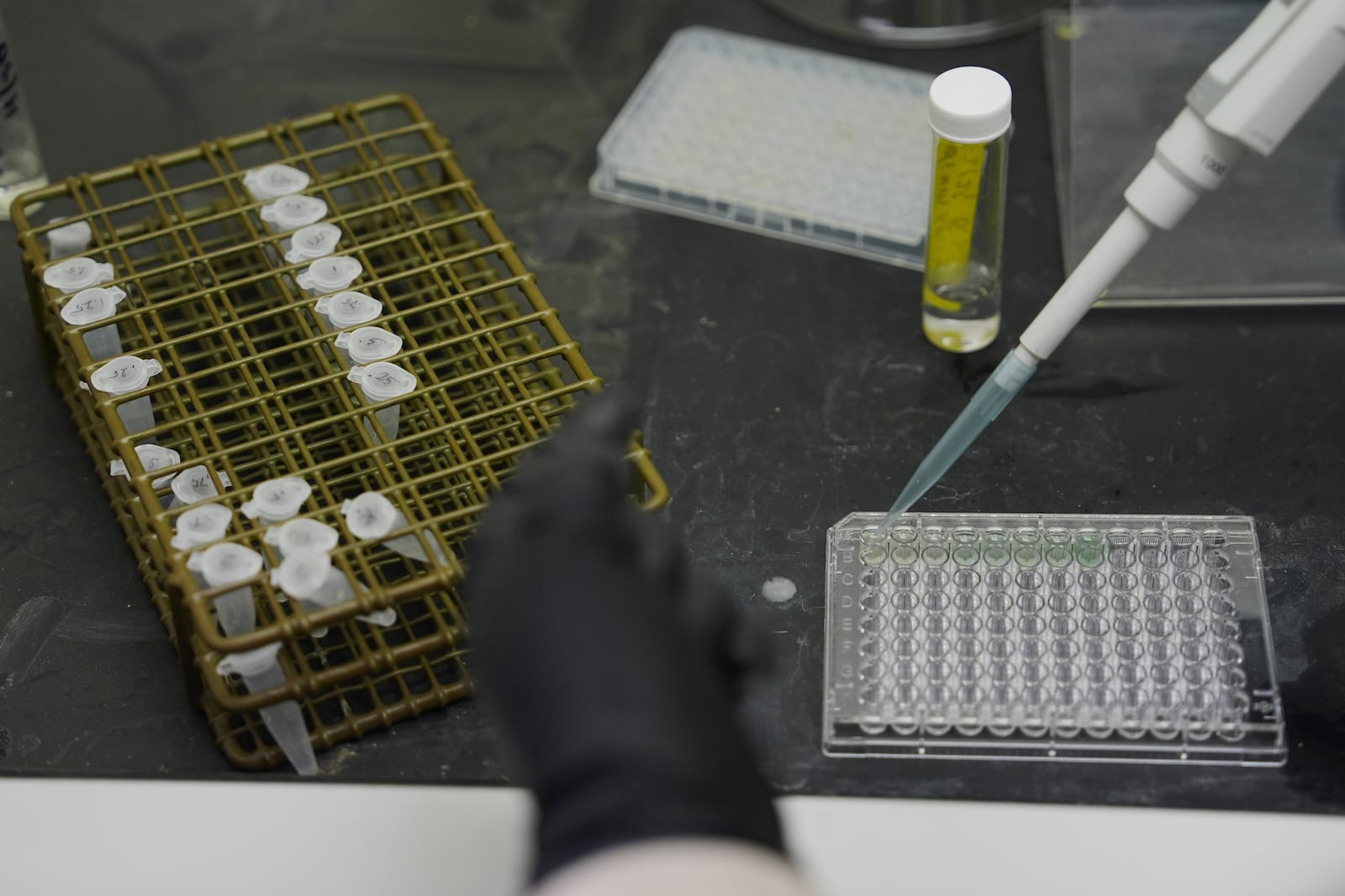 Reese Jackson places a sample used to measure the hydration levels in bees in a tray Tuesday, June 17, 2025, at Bowling Green State University in Bowling Green, Ohio. (AP Photo/Joshua A. Bickel)