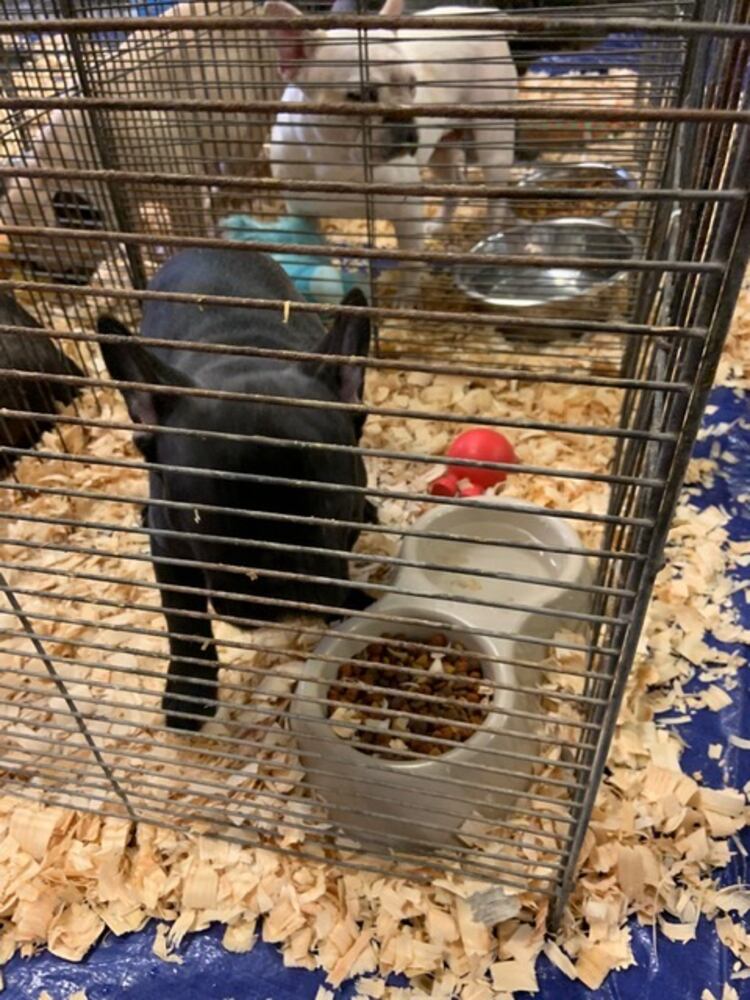 PHOTOS: French Bulldogs rescued from Sidney home