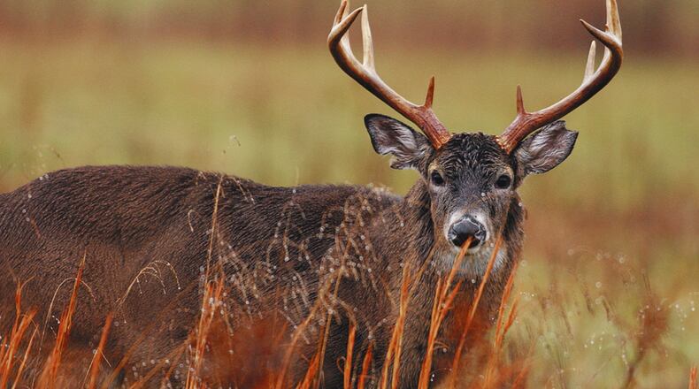 Many animals, especially deer, are most active from 5 to 8 a.m. and 5 to 8 p.m. prime commuting times for many people. Metro News Service photo