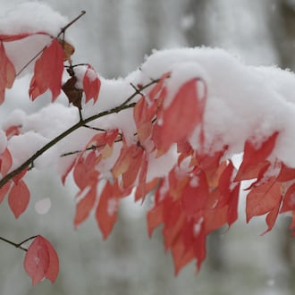 Snow showers blanketed Englewood MetroPark on Monday, Nov. 10, 2025. BRYANT BILLING/STAFF