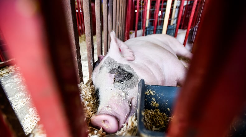 Pigs gets some rest in the swine barn at the Butler County Fair Thursday, July 26 at the Butler County Fairgrounds in Hamilton. NICK GRAHAM/STAFF