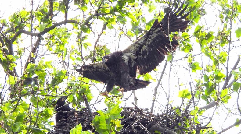 Prop, one of the Carillon Historical Park's newest eaglets, took his first flight Thursday, June 18. CONTRIBUTED PHOTO / JIM WELLER