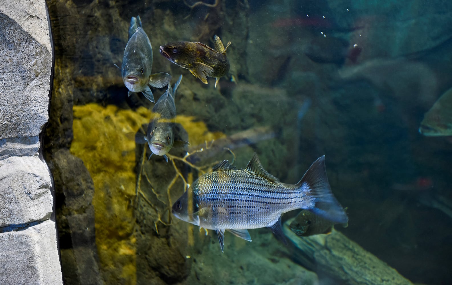Cabelas tour