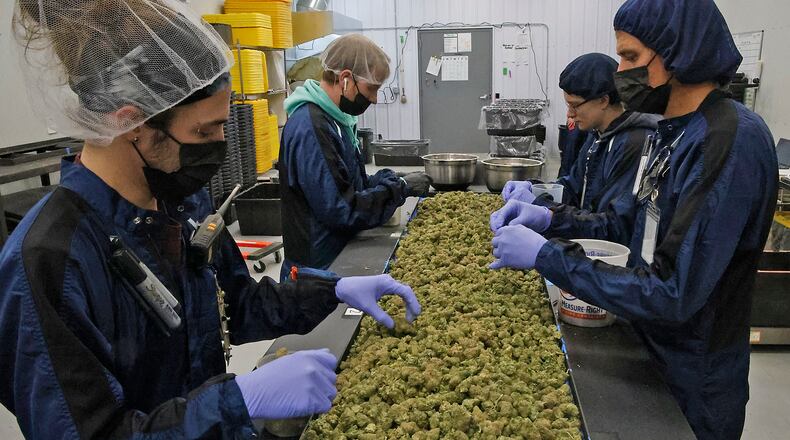 Pure Ohio Wellness employees process the cannibus that's grown in their cultivation at production facility in Clark County Monday, Dec. 4, 2023. BILL LACKEY/STAFF
