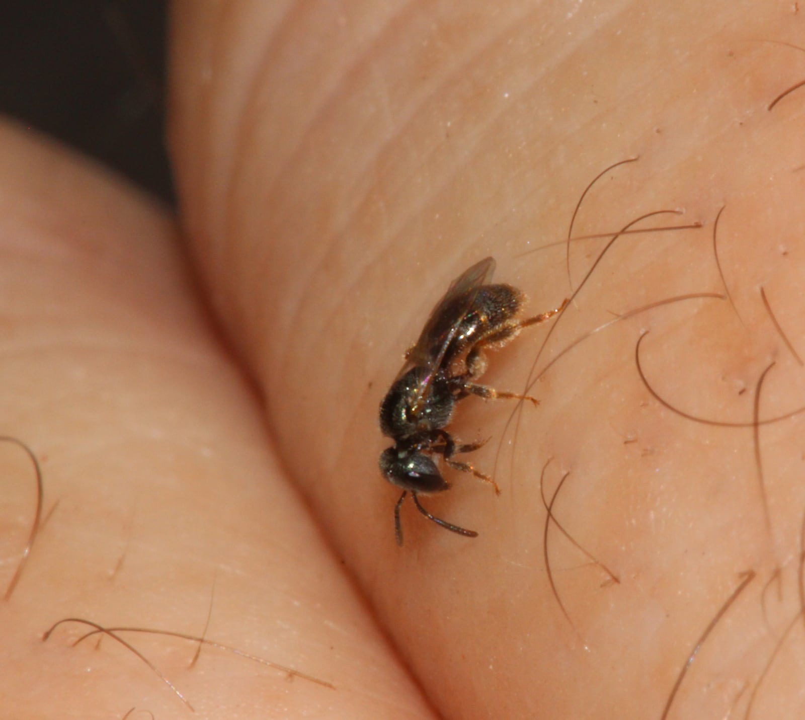 Sweat bees have long antennae and a black abdomen.  They sting.