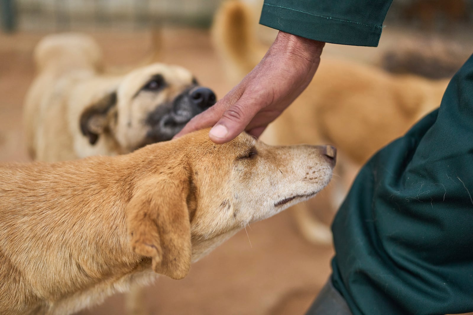 A worker pets a dog at a center for neutering and vaccinating strays dogs on the outskirts of Rabat, Morocco, Thursday, May 15, 2025. (AP Photo/Mosa'ab Elshamy)