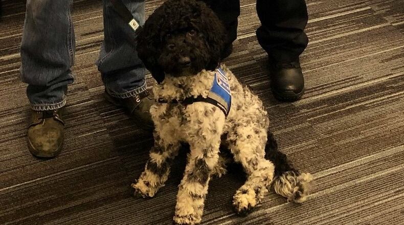 Sugar is a mini Aussie-Doodle who alerts Xenia city employee Rodney Smith when she senses his blood sugar count is too high or too low. CONTRIBUTED