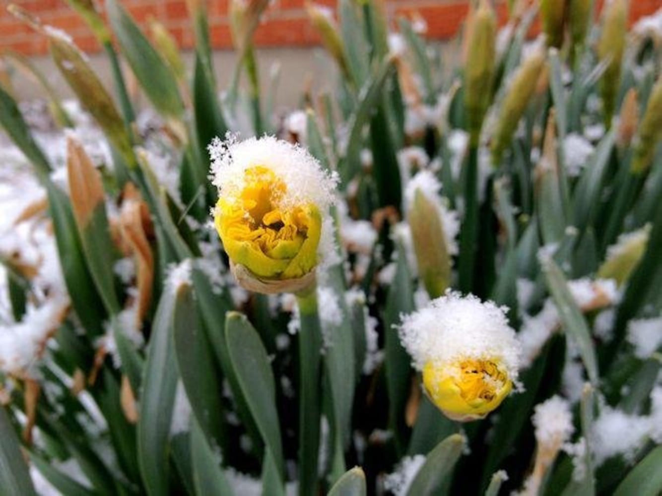 Flower photos to make you think about warmer weather around the corner
