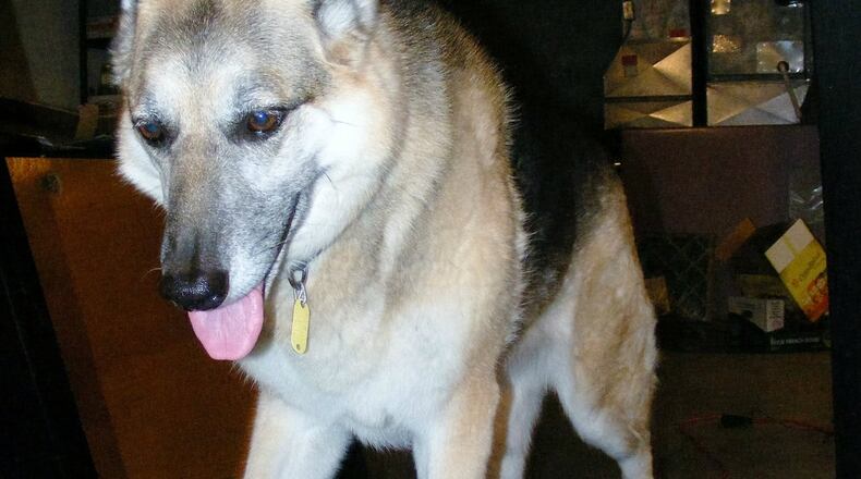 Allie at 8 years still enjoys the treadmill trick. Allie is the dog of Ben and Christy Humphrys of Sugarcreek Twp. BEN HUMPHRYS/CONTRIBUTED