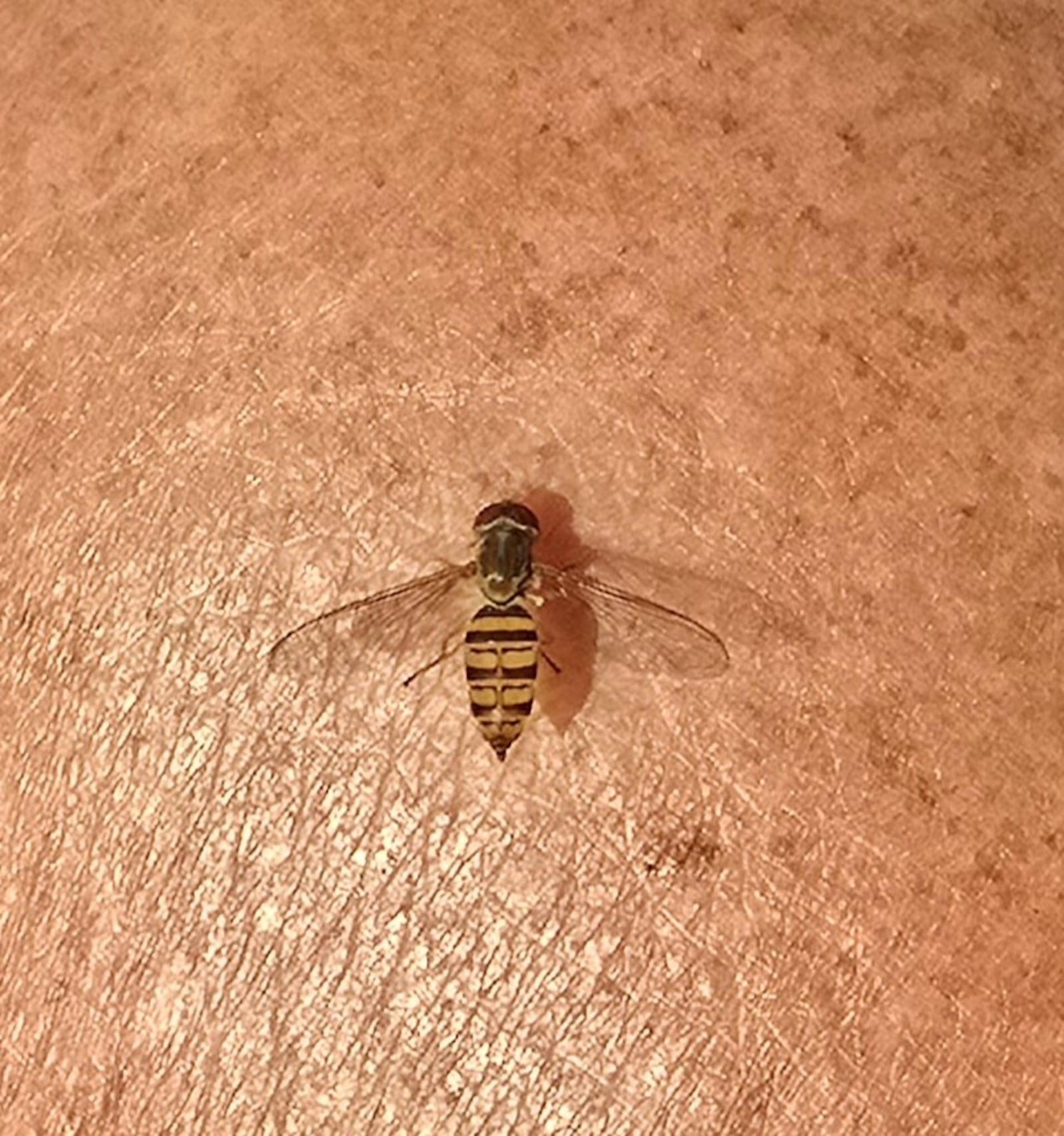 A sweat bee has two wings and has a black and yellow abdomen.  They do not bite or sting.