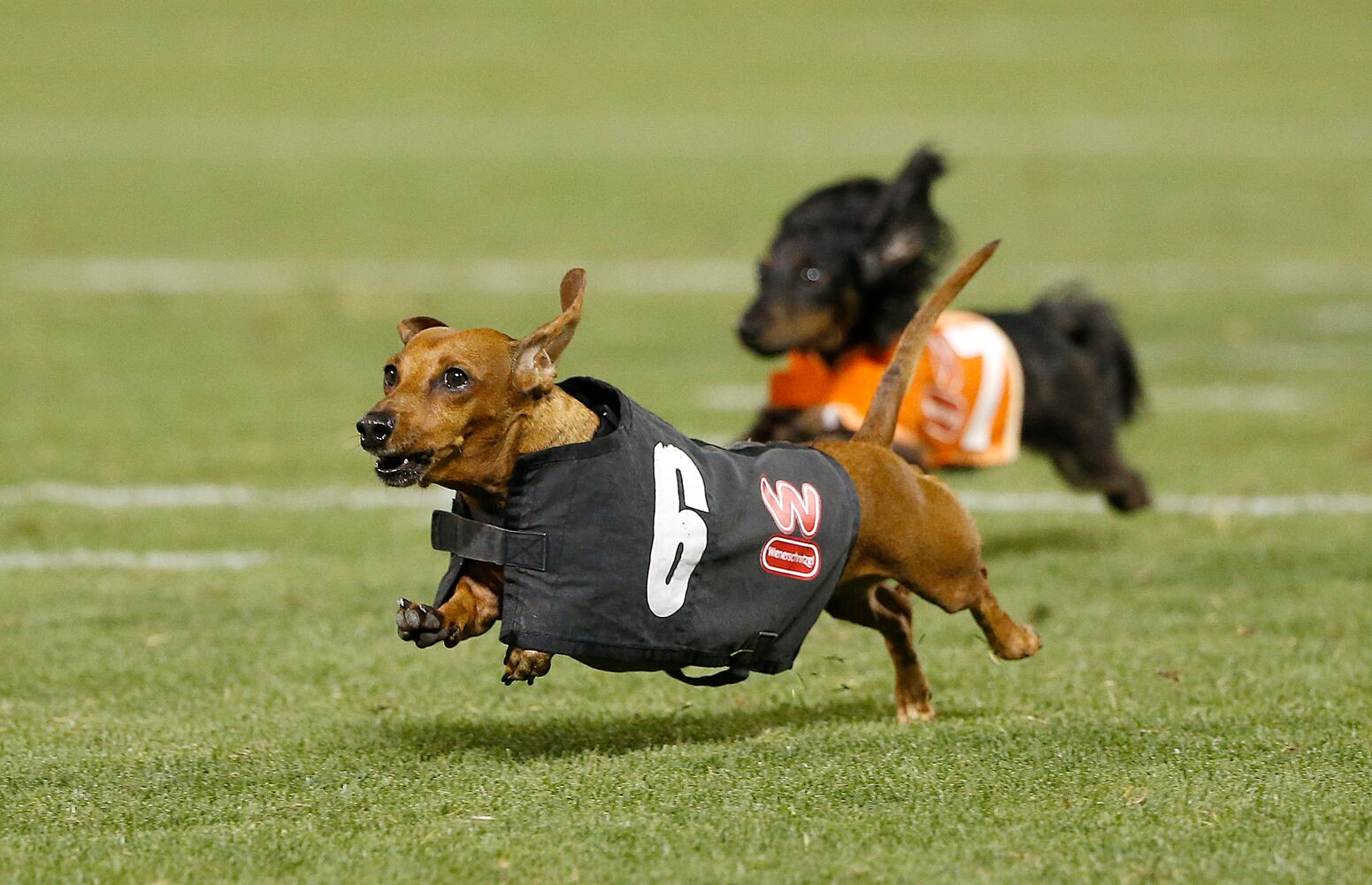 News hounds (8/20/15)