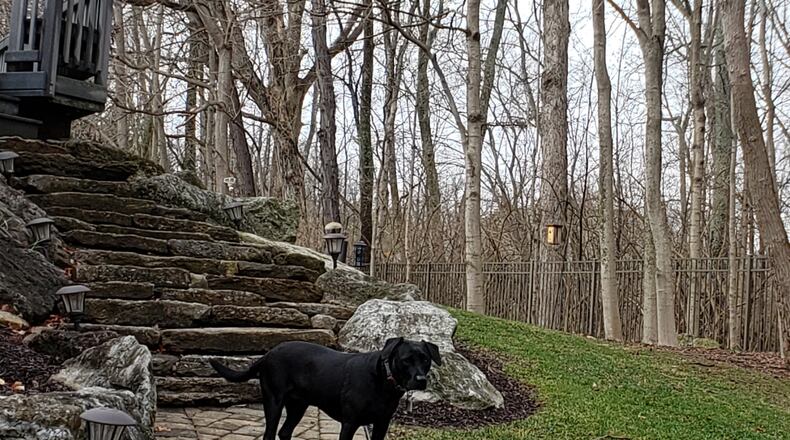 Teddy's looking for the "perfect" spot. KARIN SPICER / CONTRIBUTED