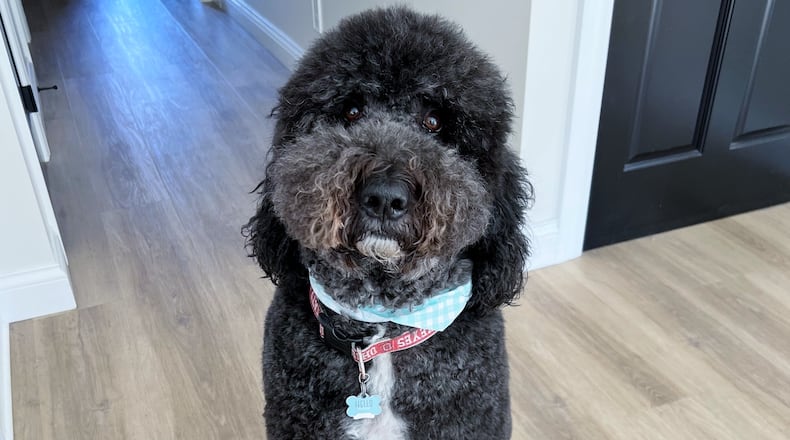 Named after Ezekiel Elliott, the former Ohio State and NFL running back, Zeke is a handsome 110 pound, 4-year-old black Goldendoodle with a white chin, white chest and a white left paw. CONTRIBUTED