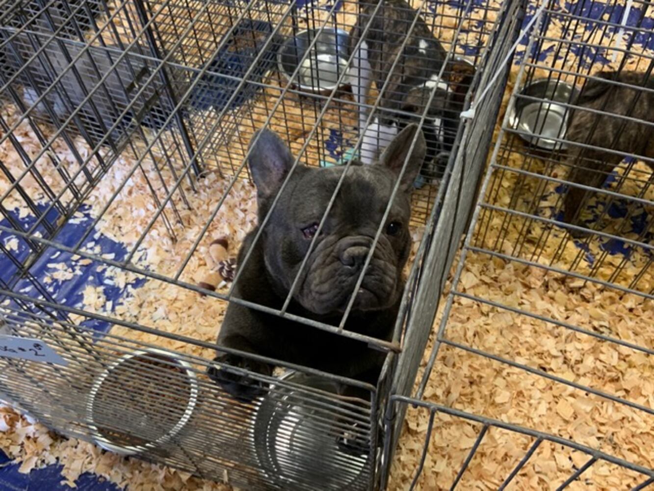 PHOTOS: French Bulldogs rescued from Sidney home