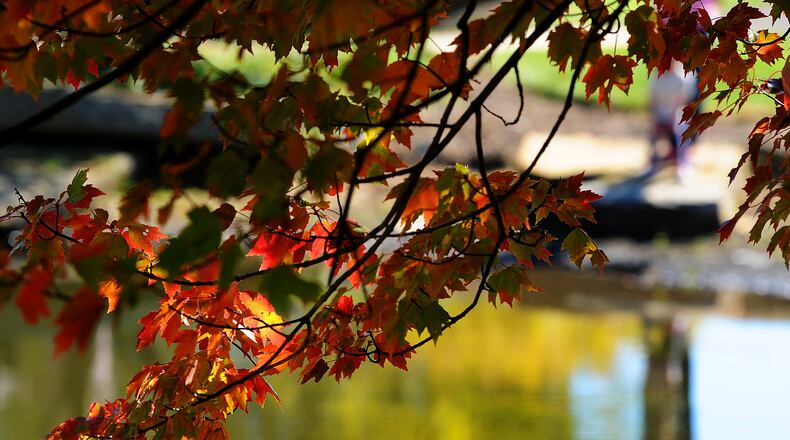 Cox Arboretum Metro Park is full of fall colors, Tuesday Oct. 24, 2023. MARSHALL GORBY\STAFF