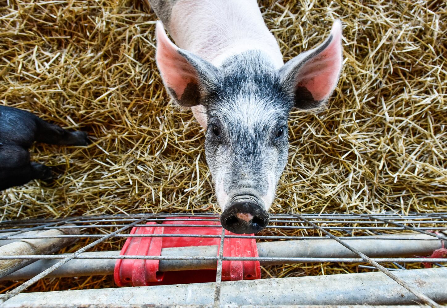 Jackson Family Farm offers visitors a chance to learn about farm life