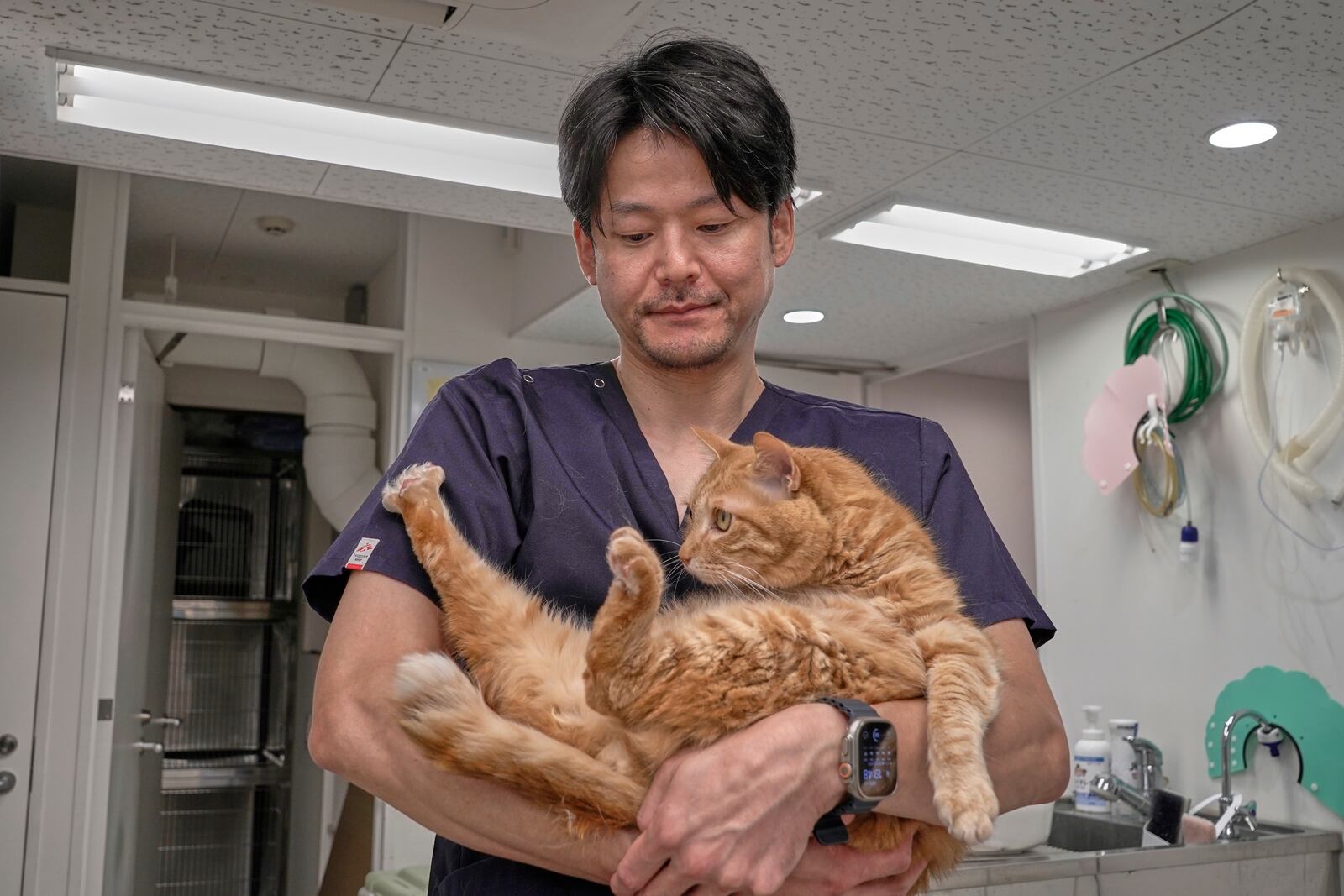 Veterinary surgeon Soshin Yamamoto holds his bobtail cat, Katsuo, at his practice in Tokyo on May 22, 2025. (AP Photo/Mayuko Ono)