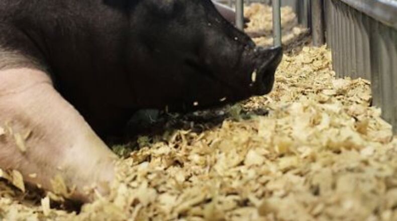 A pig at the Clark County Fair in 2016. Bill Lackey/Staff