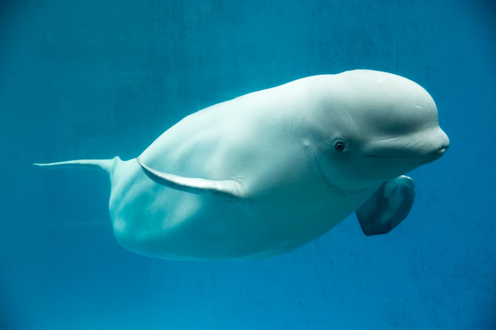 Beluga whales of this size were transported to New York City by schooner, railcar and canal boat. ISTOCK