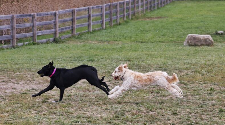 Gertie, a Labrador mix, left, and Finn, a miniature golden doodle, play together at Wiggly Field Dog Park at Voice of America MetroPark Wednesday, Oct. 6, 2022 in West Chester Township. NICK GRAHAM/STAFF