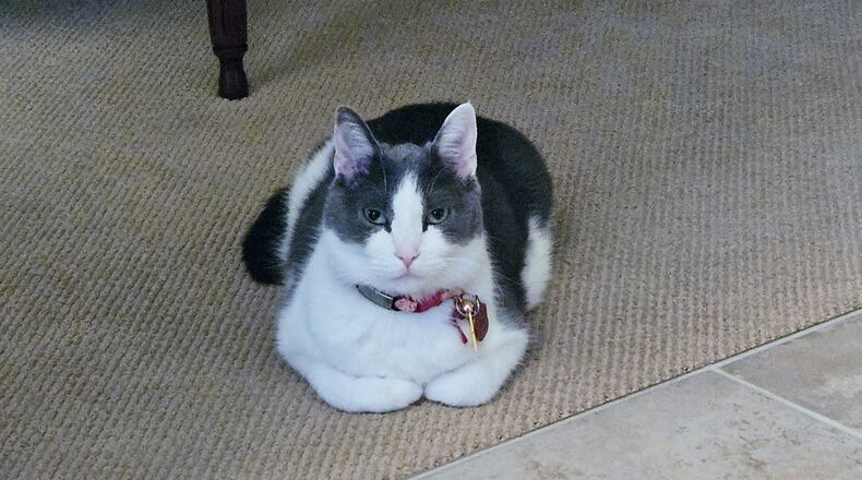 Pip wears his Christmas candy cane collar with candy cane charm. CONTRIBUTED