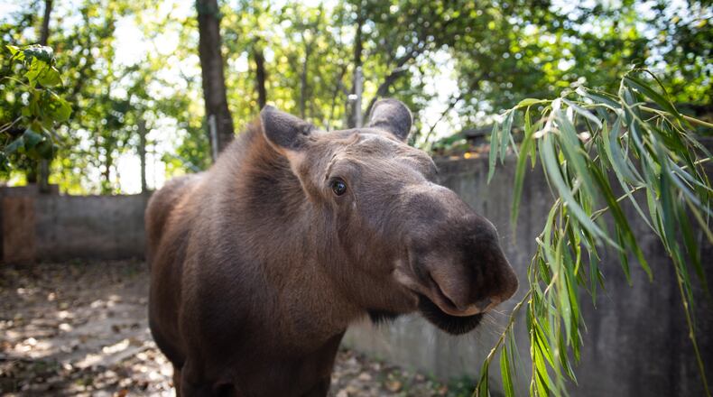 Strawberry arrived to the Columbus Zoo and Aquarium on Oct. 12 at just a little over 5 feet tall and weighing about 390 pounds. The calf is estimated to be between 4 and 6 months old.