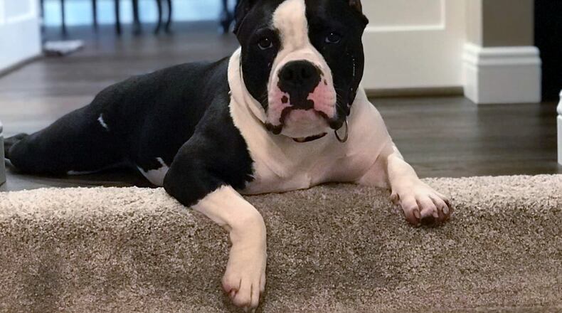 Barney posing for the camera. SHANNON ROACH/CONTRIBUTED