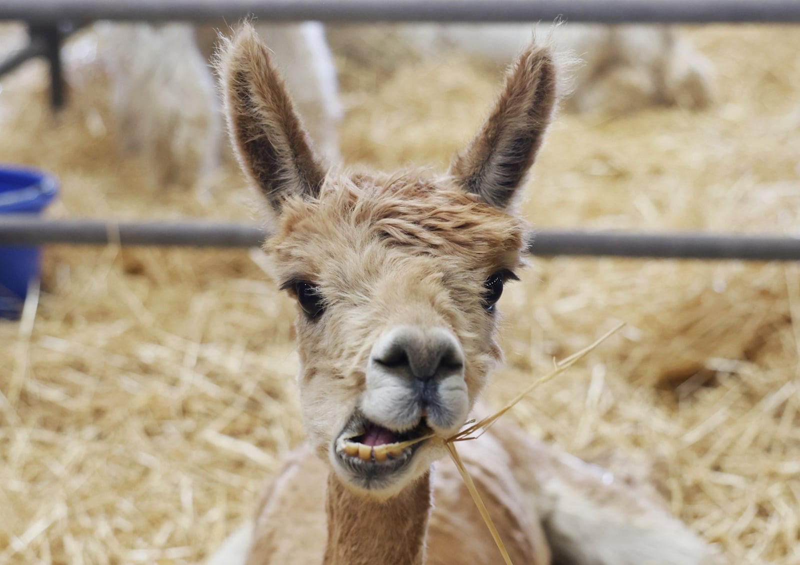 An alpaca at the Warren County Fair Wednesday, July 19, 2023 in Lebanon. NICK GRAHAM/STAFF