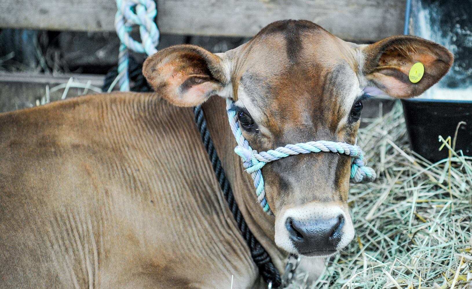 Broken Horn Rodeo closes out the night Wednesday at the Butler County Fair