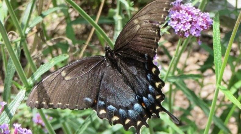 Black swallowtail butterfly in a pollinator garden.