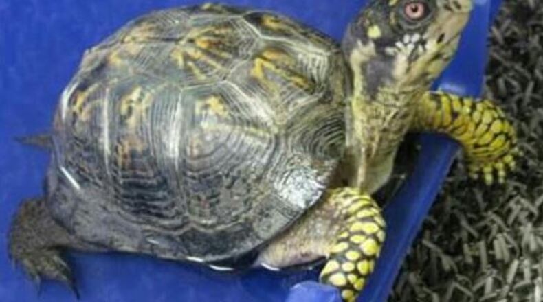 A turtle, named Myrtle Sands, lived in a 75-gallon aquarium tank at the Building Strong Foundations daycare inside the Tytus Avenue First Church of God. The church and daycare suffered extensive damage in an arson fire. Daycare officials are holding out hope that whomever started the fire stole the turtle. CONTRIBUTED