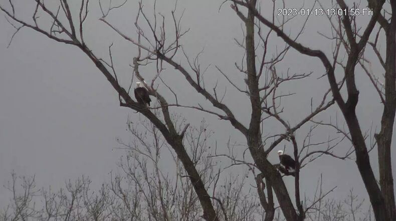 Two bald eagles were captured on camera in Trenton on Ohio 73 near the Great Miami River on Jan. 13, 2023.
