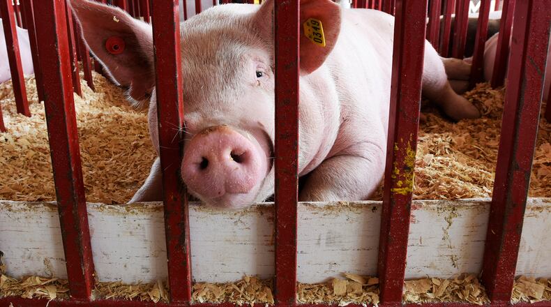 A pig sticks its nose through the rail of its pen during a previous Butler County Fair. STAFF FILE/2015