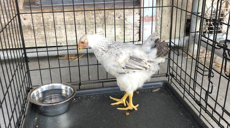 Photo courtesy of Fairfield Police Department