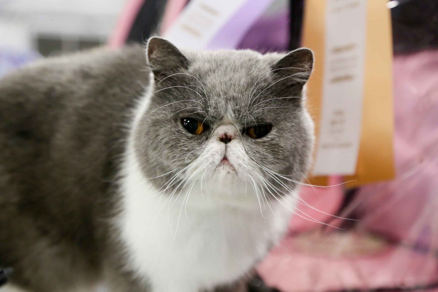 Cat Show at Butler County Fairgrounds