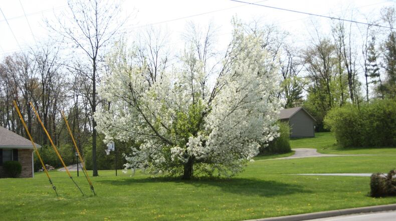 “Bradford” callery pear with branches missing after a winter storm. CONTRIBUTED