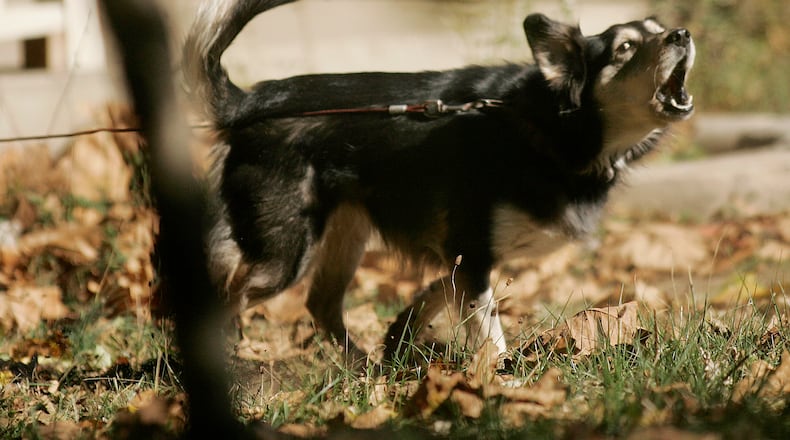 This dog on Keenan Avenue allegedly bit a letter carrier in 2010 in the Harrison Twp. neighborhood that had more than 50 warning cards in 2010, making the area potentially dangerous for postal carriers. JIM NOELKER / STAFF