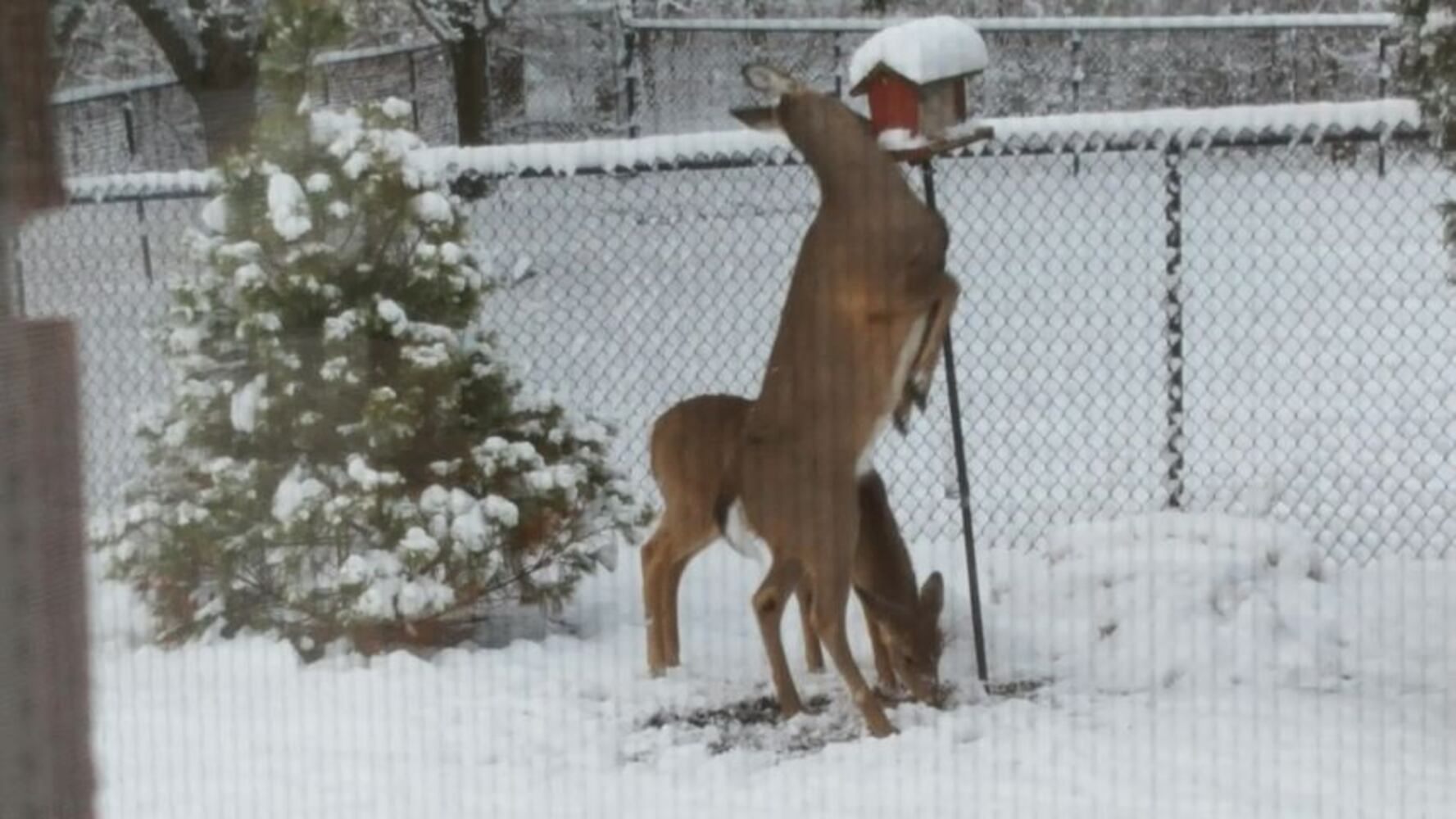 PHOTOS: Miami Valley gets a coating of snow  in April (User-submitted photo)