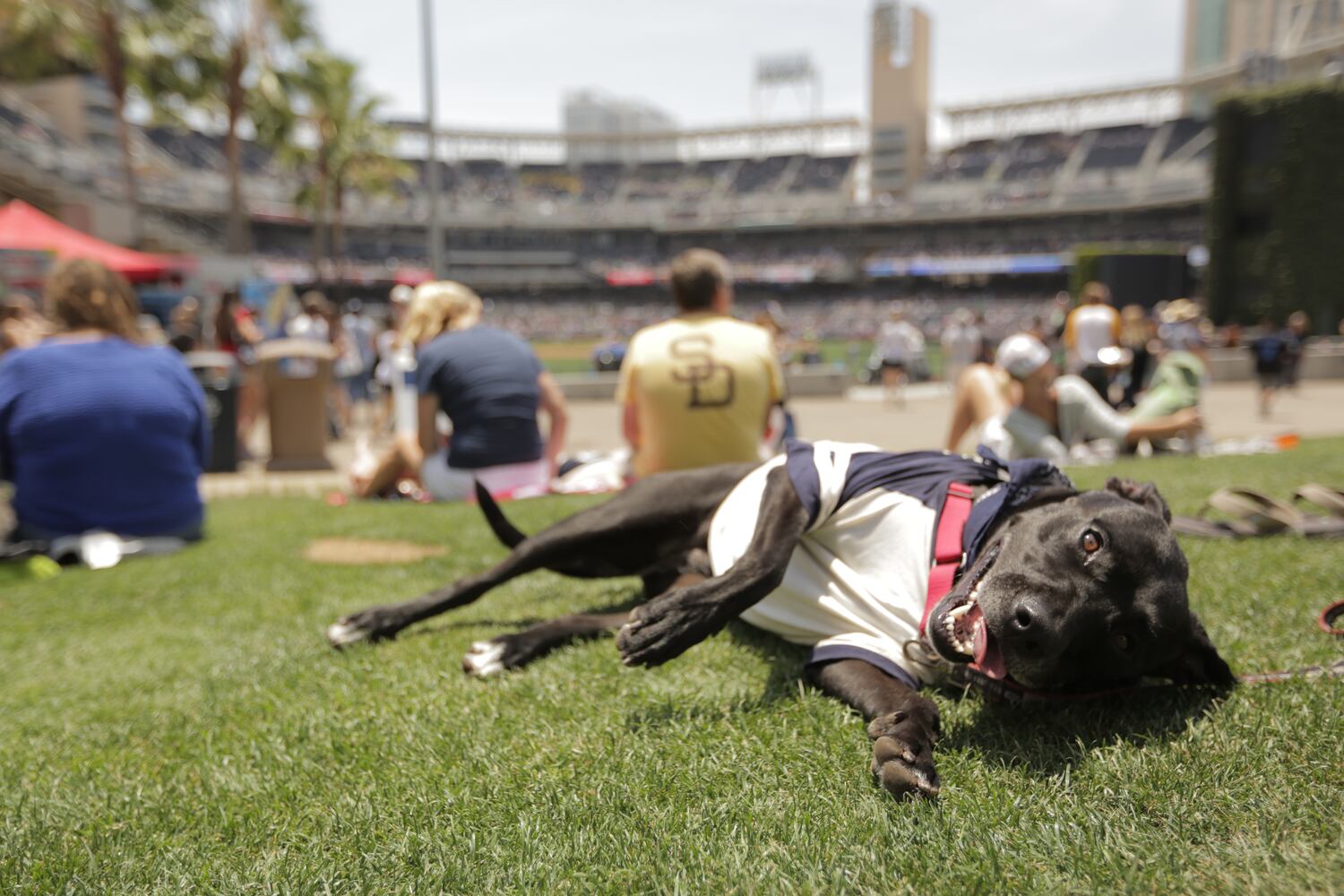 News hounds (7/9/15)
