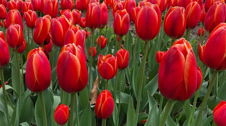 PHOTO BY THORP, TYSON/WCPO