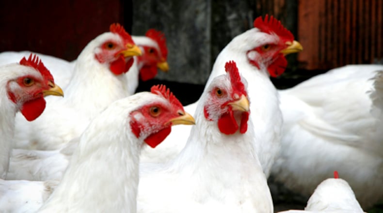 High Path Avian Influenza (HPAI) has been detected in chickens at a Darke County egg producer.
