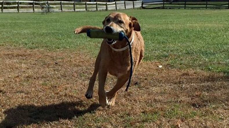 Sully joyfully running. FRANCIS KENNELS