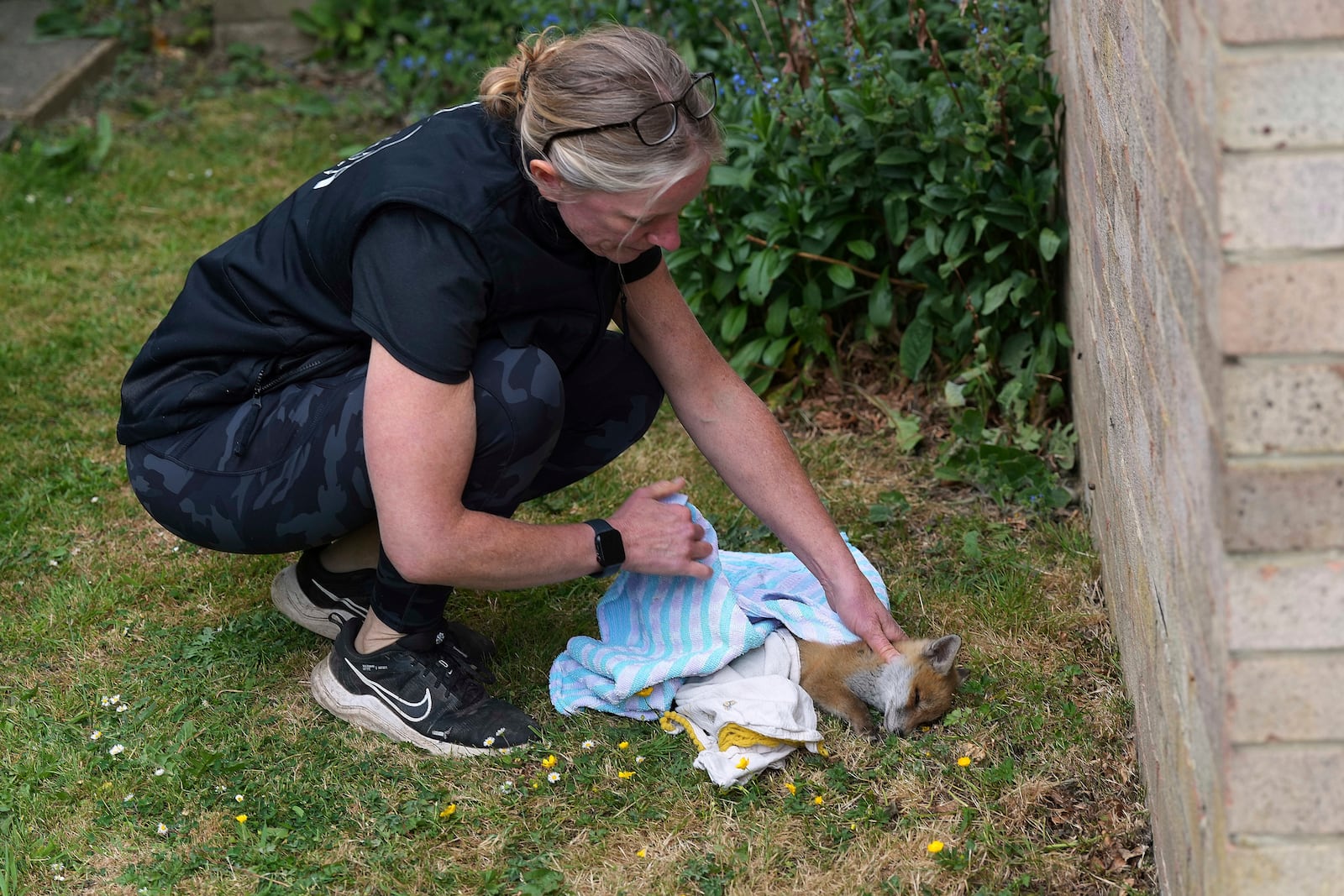 Nicki Townsend of The Fox Project looks after a fox cub that was found barely alive in a garden behind a block of flats in London, England, Thursday, May 22, 2025. (AP Photo/Frank Augstein)