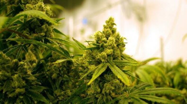 As the deadline nears to apply for a state license to operate a medical marijuana business, Monroe officials say they have received at least three inquiries about the city’s zoning regulations. JACKIE BORCHARDT/ADVANCE OHIO MEDIA