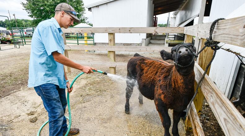 Peyton Weekley, 17, rinses off his feeder heifer at the Butler County Fair Monday, July 23 in Hamilton.