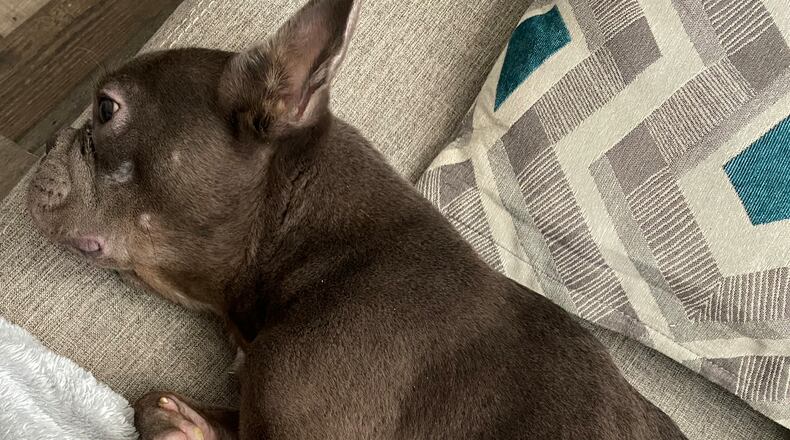 Melissa McClure of Springfield said her French bulldog Tater was emaciated, covered in filth, had raw paw pads filed teeth and was in need of veterinary care when she picked him up after five weeks at the Dayton Dog Trainer. CONTRIBUTED