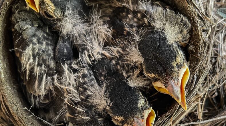A nest full of baby American robins wait for their mother to return with food near Farmersville. JIM NOELKER/STAFF